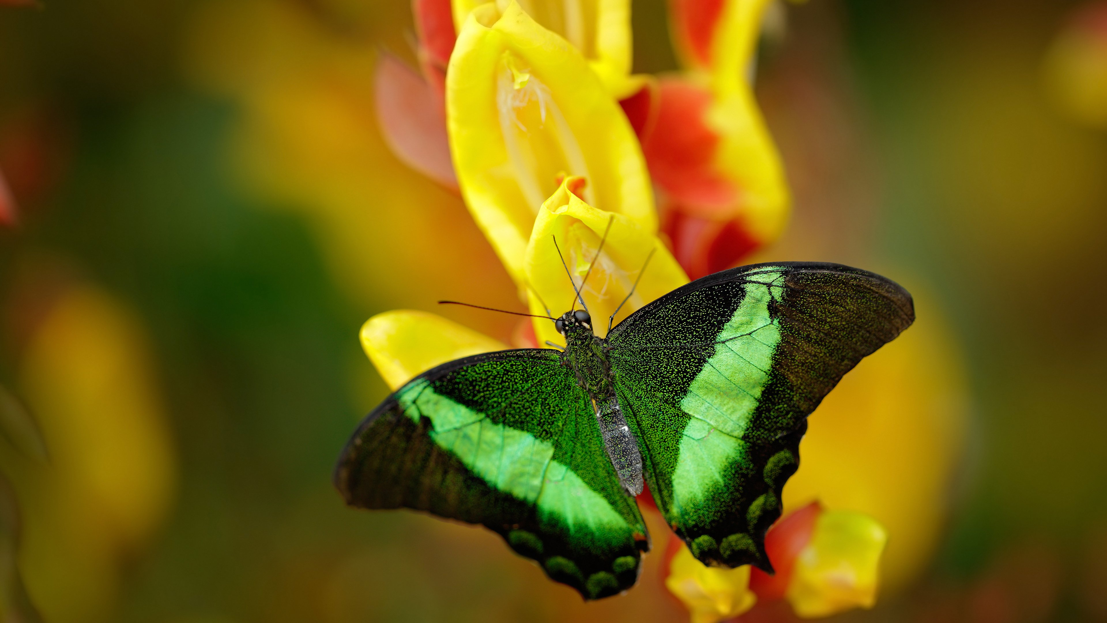 全国青少年篮球快攻赛,青春激情碰撞篮球场,2021全国青少年篮球邀请赛