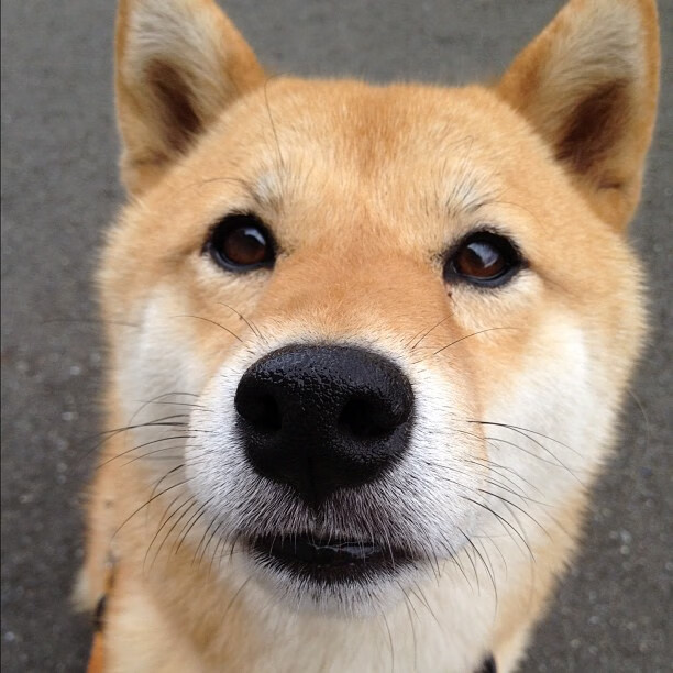 kaiyun登录入口-德国女子70公斤级柔道选手米里亚姆·布特克雷特获得银牌，法国柔道冠军泰德 里内